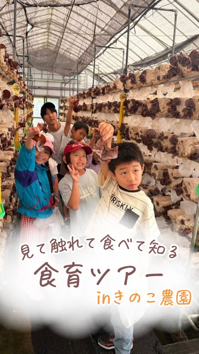 キクラゲってどうやって育つか
知っていますか？？🍄‍🟫

大人でもキクラゲが
どうやって育つか知らない人も多いはず😳
その秘密を探りに
きのこ農園に潜入〜〜〜💨

今回は永島農園さんにお邪魔しました🍄‍🟫

農園の方から
キクラゲについて学んだら
いざ収穫‼︎

根元を持ってもぎ取ると
ぽろっと取れるキクラゲ達

大きいキクラゲをさがして
園内歩き回ります💪💪

そしてお昼ご飯ピザとバーベキュー。
自分が収穫した
キクラゲをごま油をつけて焼くと
ぷぅーーーっと膨らんでいきます😳‼️
初めての光景に私までびっくり✨

触って、みて、食べる
この一連の流れを
子ども達に体験して欲しくて
始めた食育ツアー。

子どもたちには
自然の中でいろんな体験をして
吸収して欲しい！！
そんな想いを込めて
10月24日は親子で稲刈りに挑戦します🌾

詳細は次回の投稿で告知いたします☺️

これからは教室を飛び出して
食育にチャレンジしていきます♪
ぜひお楽しみに💛
#食育ツアー
#きのこ狩り
#体験学習 
#食育体験
